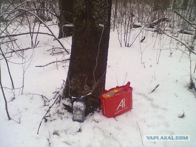 СОК Берёз и клёнов