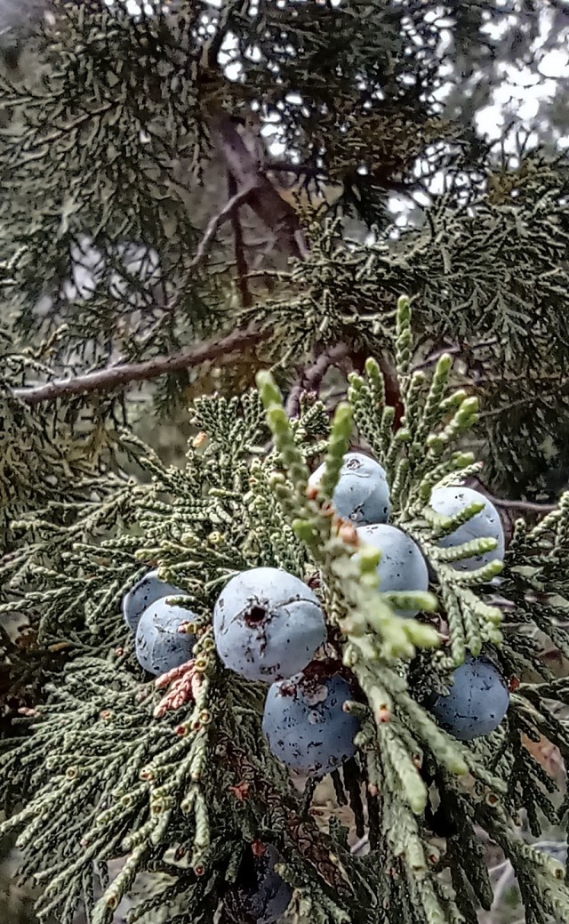 Фотки с телефона.