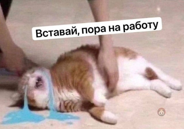 Картинки и мемы, всем отличных выходных