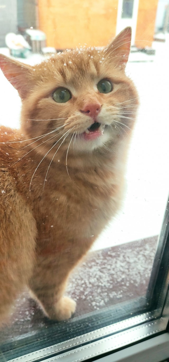 Рыжий кот