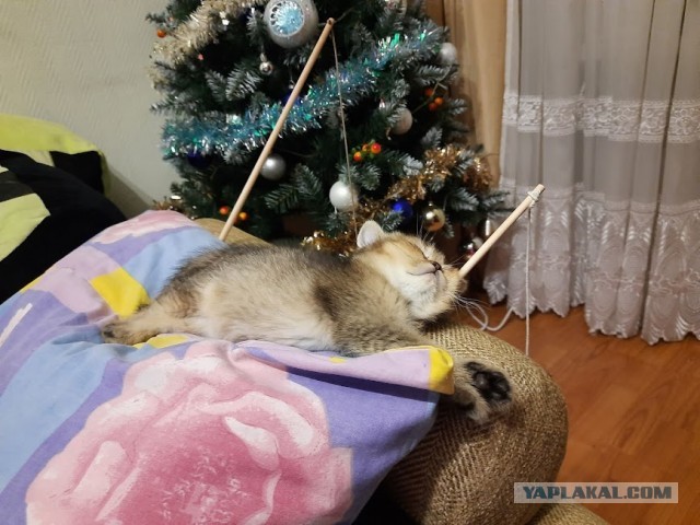 Пусть и не вторник, зато маленькая мечта