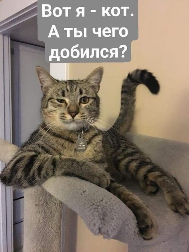К котофторнику