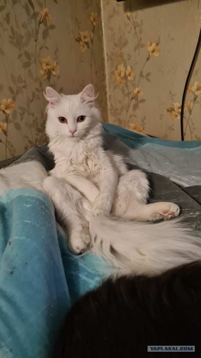 Уличный котей - 1, домашний котей +1