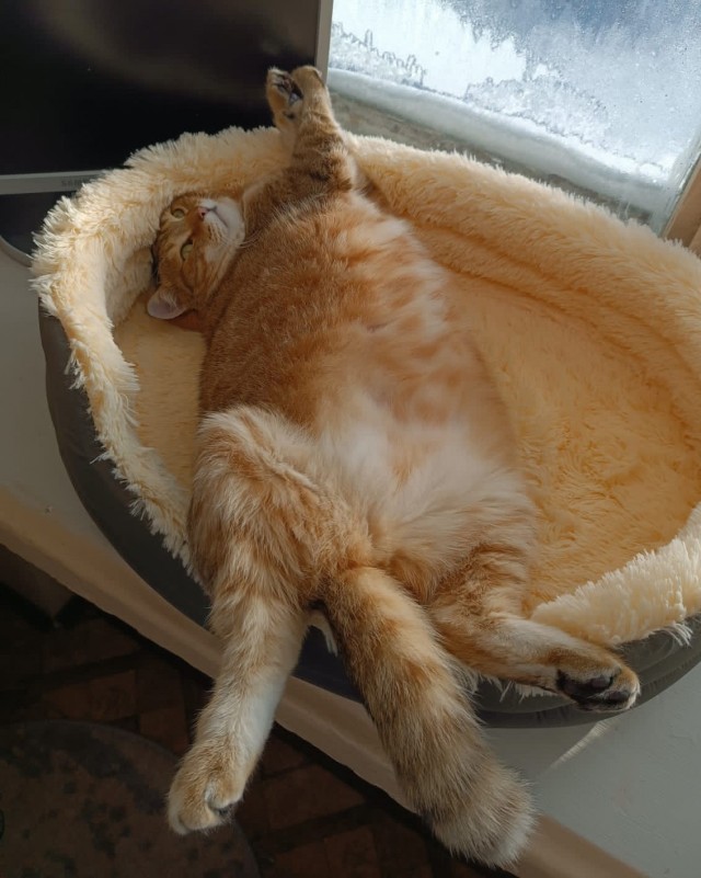Коточетверг!
