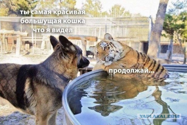 Картинки аморальные и всякие разные - 47