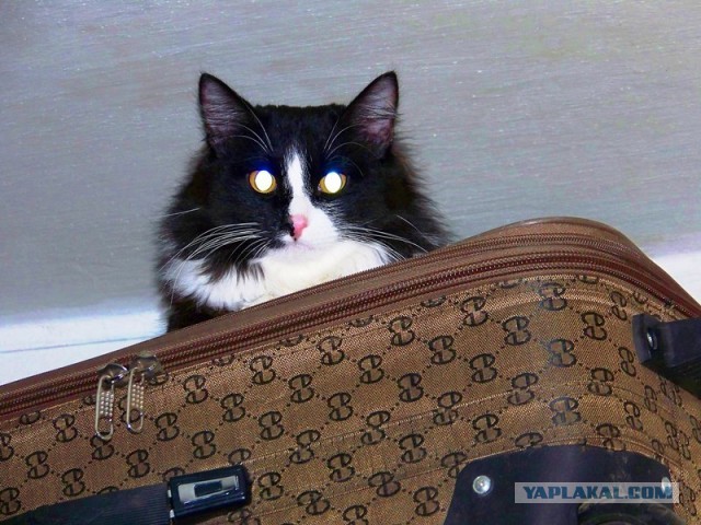 Котовторник 26.03.2013