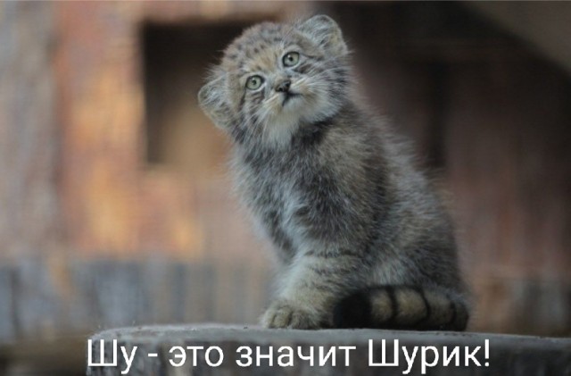 В Ленинградском зоопарке родился детеныш манула