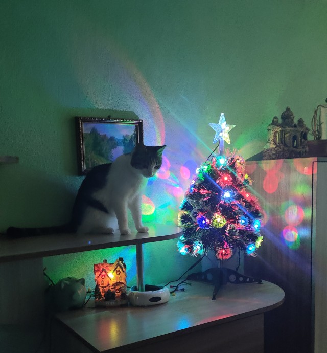 Моя девчонка