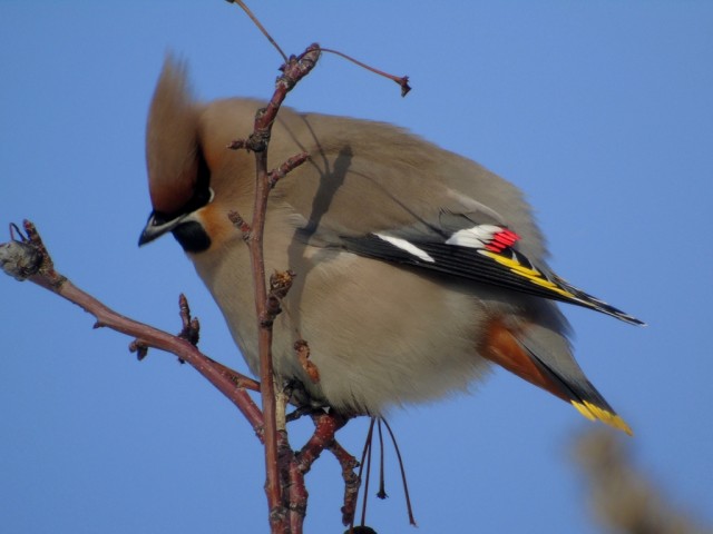 Свиристели, свиристели... пообедать прилетели!