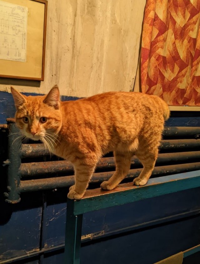 Всем кота за мой счёт. Я настаиваю