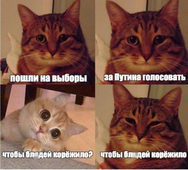 Голосуют, тацуют все