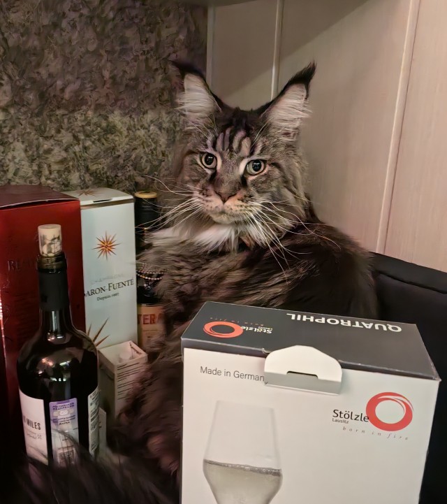 Извините,  что не во вторник, но у меня кот преисполнился!