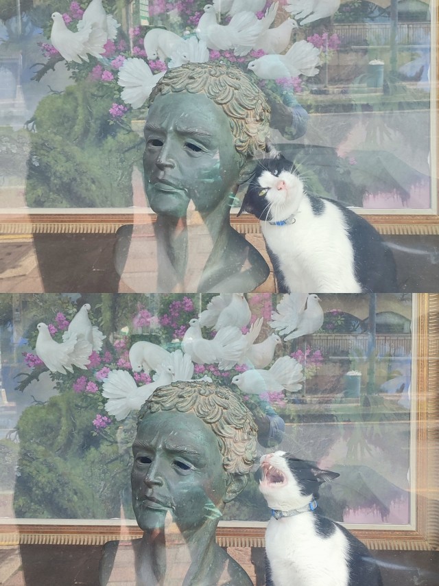 К КотоВторнику(запоздало);). Паттайя. Из сегодняшнего.