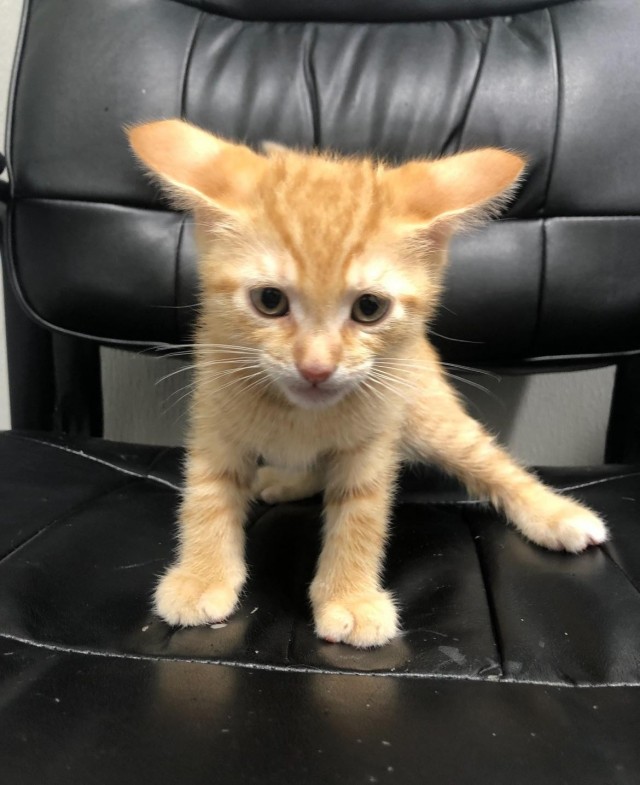 Подборка фотографий приютских котят