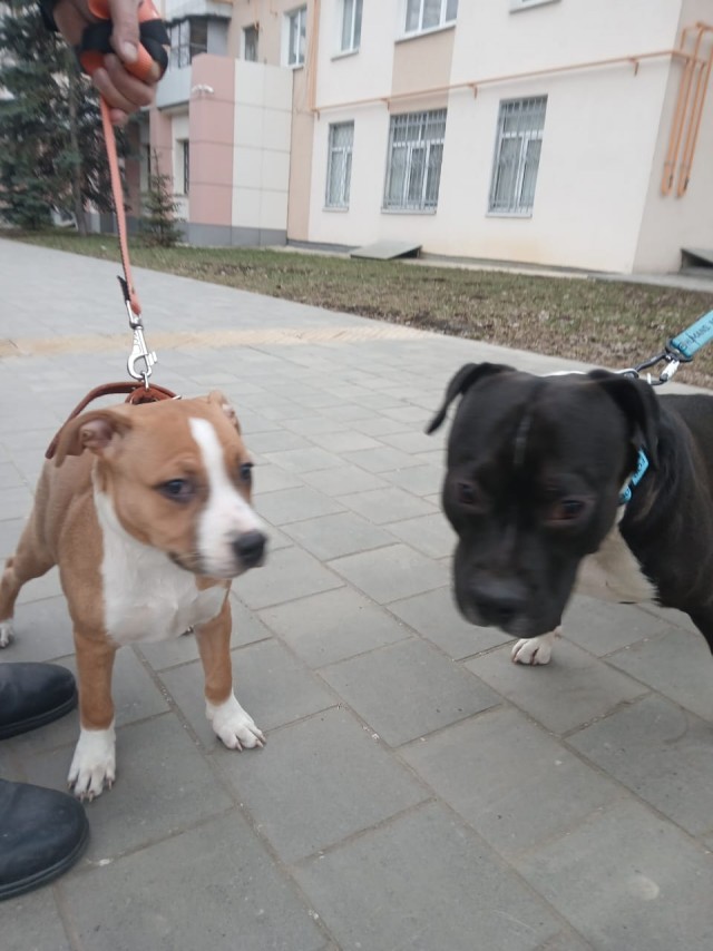 Теперь я тоже не совсем кошатник. С четвергом
