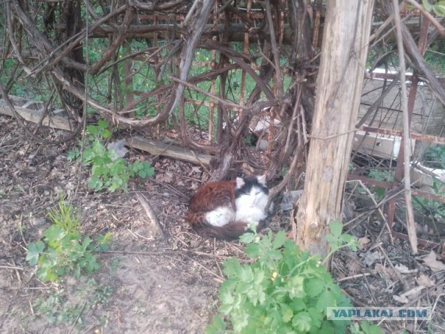 Жизнь домашнего приюта для котеек 542