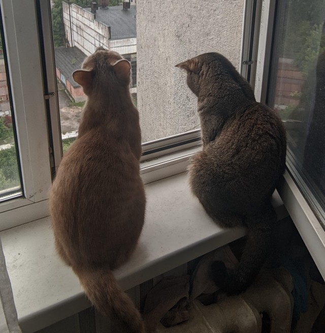 Котик из мусорного бака