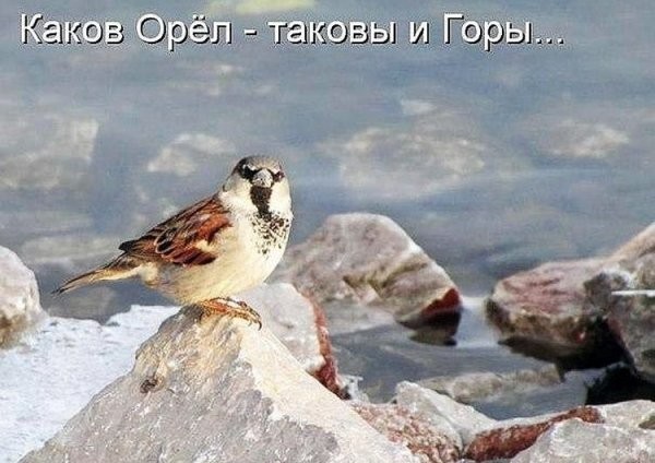 Почему воробья назвали  воробьём?