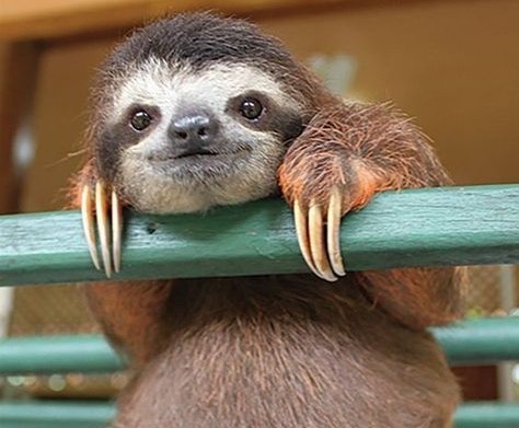 Всемирный день ленивца