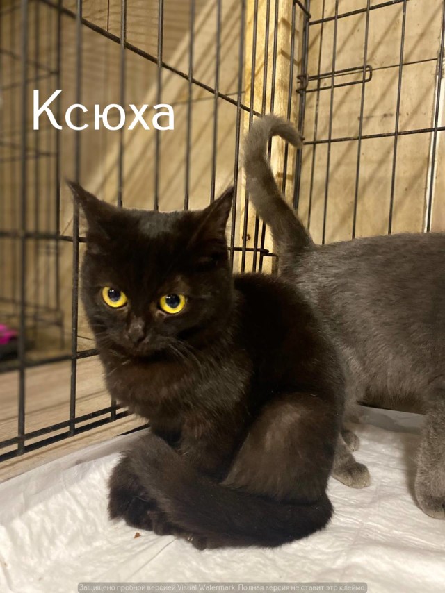 Жизнь домашнего приюта "Котоленд" 528