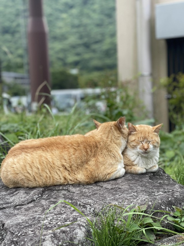 Друзья (котовторник)