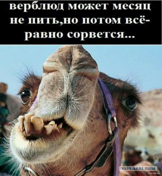 В Омане 20 верблюдов дисквалифицированы на конкурсе красоты за ботокс