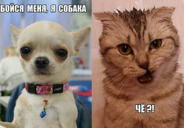 В одном из столичных магазинов живет боевая кошка Ларка, которая держит в страхе всех собак