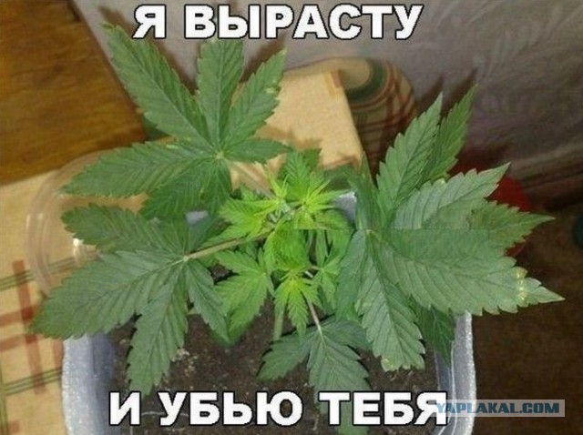 30 кг марихуаны на 45 млн рублей нашли силовики у москвича в гараже