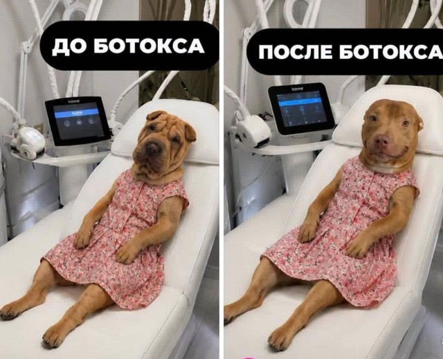 Картинки для деградации 271 (разной степени свежести)