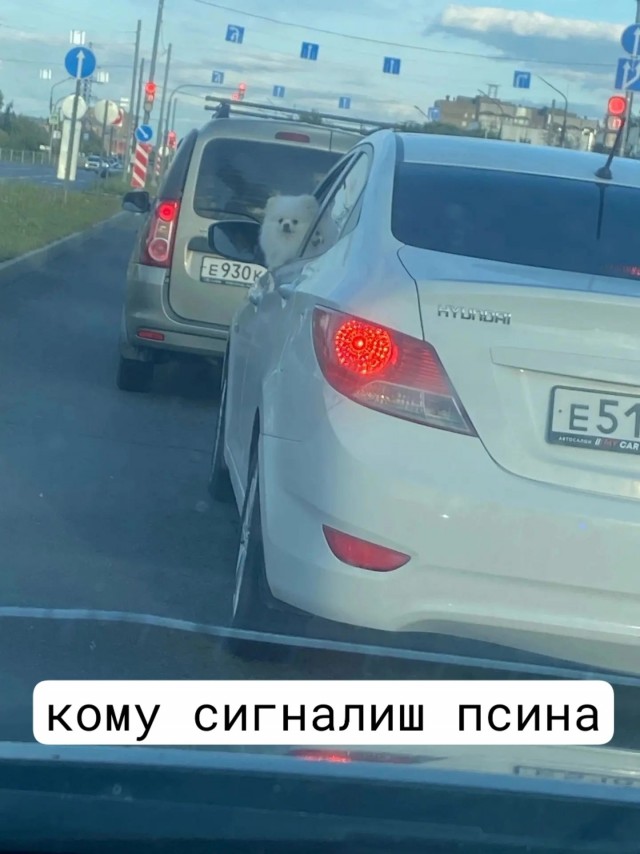 Подборка картинок к собакочетвергу