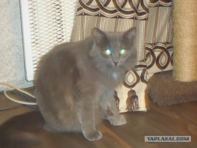 Пусть мама услышит, пусть мама придет - мимишность