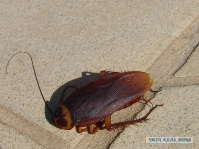 Океания: Фиджи и Тувалу