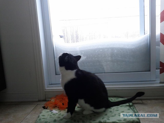 Научил кота давать лапу.