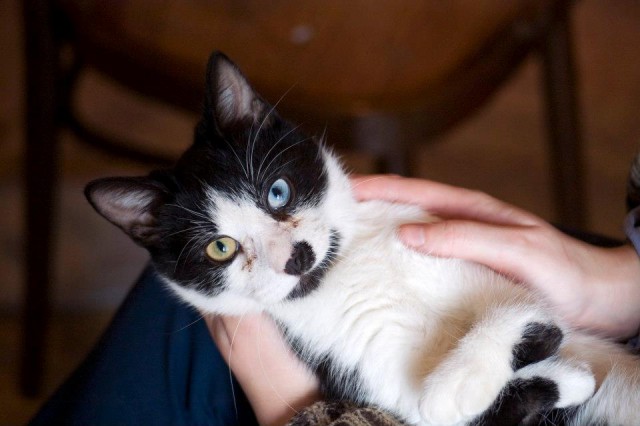 Котенок с редким пороком