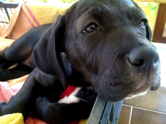 Как собаки встречают и провожают хозяев