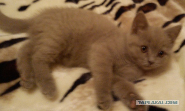 Котовторник 04.03.2014