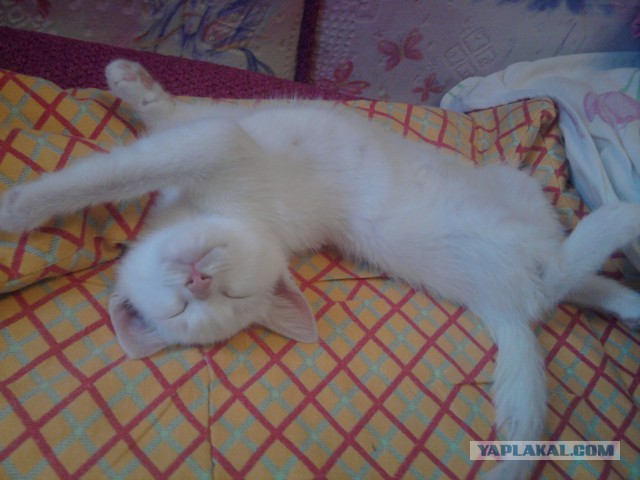 Котовторник 18.03.2014