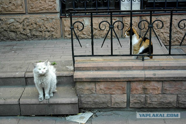 Старые дворы Одессы, коты и кошки