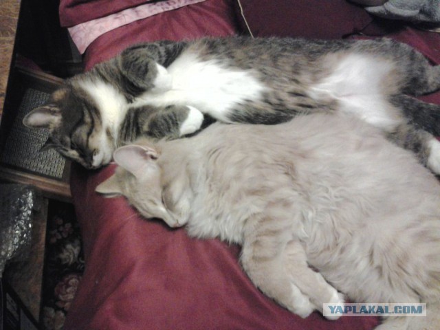 Котовторник 20.05.2014