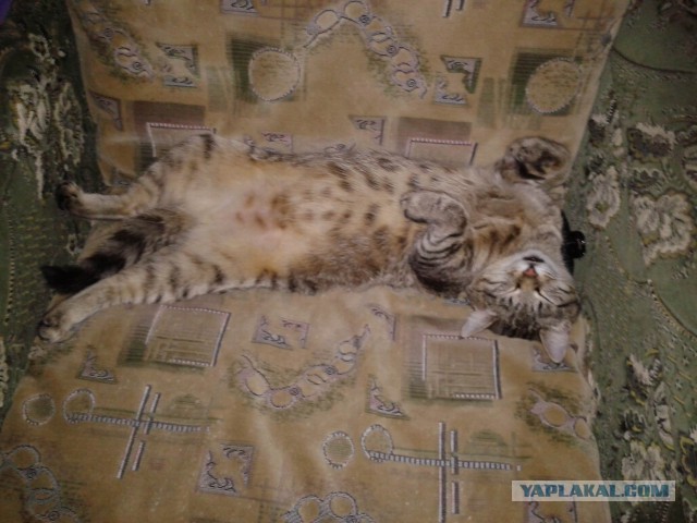 А как спит ваш кот?