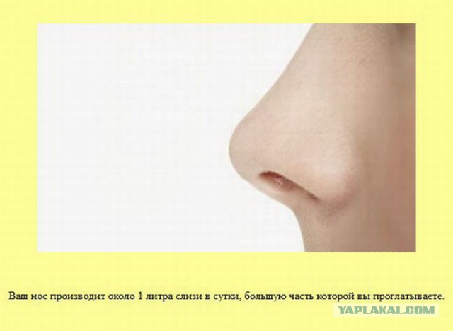 20 фактов обо всем