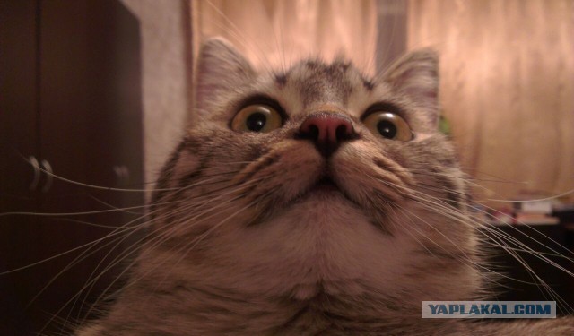 Котовторник