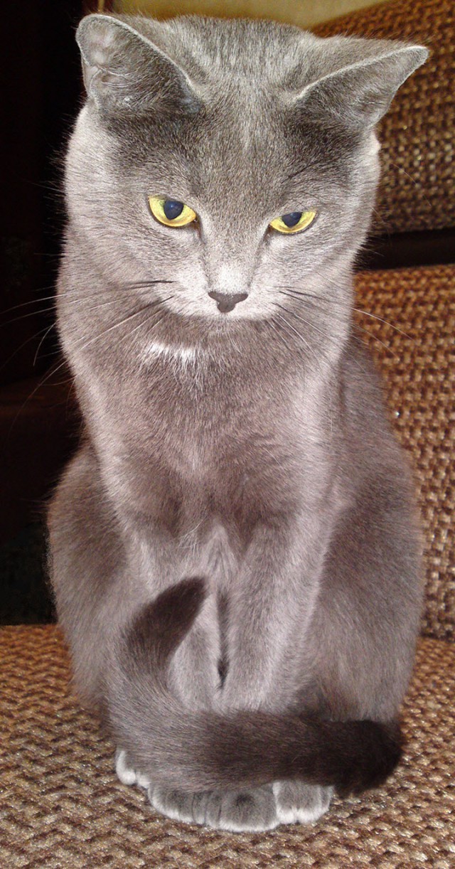 Котовторник