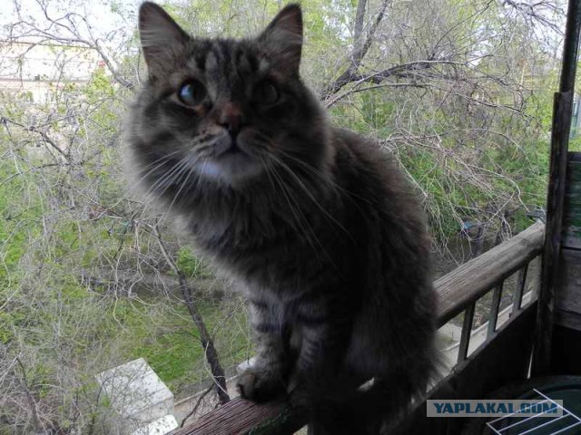 Котовторник