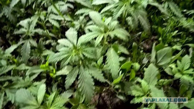 Астана - зеленый город
