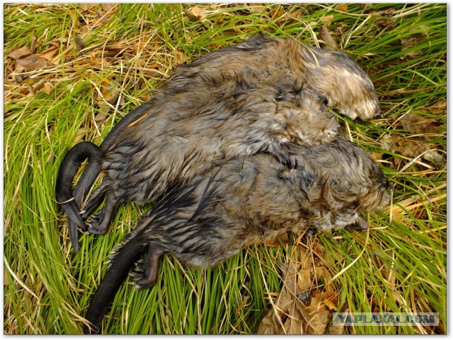 Водяной кролик