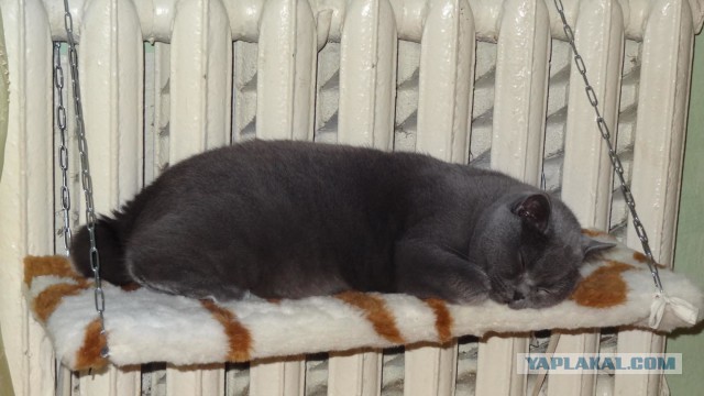Лежанка для кота