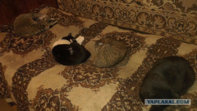 Про кота