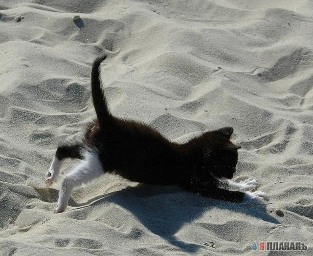Коты, кошки, котята