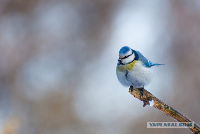 Каких птиц вы видите в городе?